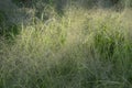 Panicum capillare plants that are dense and exposed to dew drops in the morning