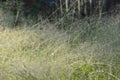 Panicum capillare plants that are dense and exposed to dew drops in the morning