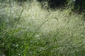 Panicum capillare plants that are dense and exposed to dew drops in the morning