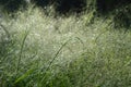 Panicum capillare plants that are dense and exposed to dew drops in the morning