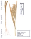 Panicum isolated