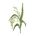 Panicum miliaceum, cereal field crop. Proso millet with seeds and leaf. Panicgrass, grain plant. Vintage botanical