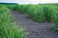 Panicum virgatum, commonly known as switchgrass. Farm production