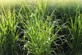 Panicum virgatum, commonly known as switchgrass, is a perennial bunchgrass . Royalty Free Stock Photo