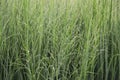 Panicum virgatum. Ornamental grass in the garden. Royalty Free Stock Photo