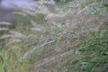 Panicum virgatum. Ornamental grass in the garden.