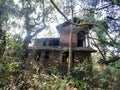 AN old ruined house overgrown with trees in the Altinho area of the city of Panaji