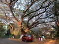 People sitting beside a car parked underneath a large tree