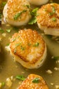 Panned Seared Scallops in Broth Royalty Free Stock Photo