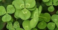 Panning across a field of clovers , finding, and picking a lucky four leaf clover. Shamrock for lucky charm or St. Patrick`s day