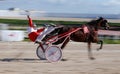 Horse harness racing winner in palma de mallorca hippodrome panning Royalty Free Stock Photo