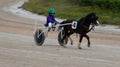 Horse harness sulky pony race in palma de mallorca hippodrome panning wide Royalty Free Stock Photo