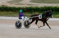 Horse harness sulky pony race in palma de mallorca hippodrome panning wide