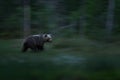 Panning in the nature. Bear move blur in the forest. Brown bear walking in forest, morning light. Dangerous animal in nature