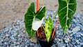 alocasia frydek variegated in the pot