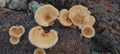 pannus mushroom fragrant in the afternoon Royalty Free Stock Photo
