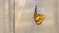 Pano Beautiful butterfly with yellow black and brown wings against a window screen