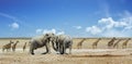 Pano of elephants and a large tower of giraffe against blue cloudy sky in Etosha Royalty Free Stock Photo