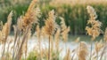 Pano frame Close up of natural brown grasses growing around a lake viewed on a sunny day Royalty Free Stock Photo