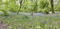 Panoramic shot of woodland and bluebells