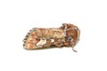 Panolis flammea pine beauty moth on white