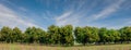 Panora of Mango field,mango farm with blue sky background.Agric