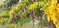 Panorama of acacia or gleditsia branch with seeds