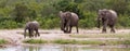 Panorama of african elephant family coming to a river to drink in Kruger National Park Royalty Free Stock Photo