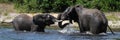 Panorama of African elephants fighting in river