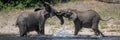 Panorama of African elephants playing in water