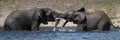 Panorama of African elephants wrestling in river