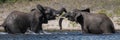 Panorama of African elephants wrestling in water