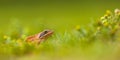 Panorama of Agile Frog (Rana dalmatina) in Grass