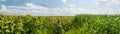 Panorama of agricultural fields of the sunflowers and corn Royalty Free Stock Photo