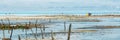 Panorama of algae cultivation, Zanzibar Royalty Free Stock Photo