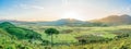 panorama- the alone tree on the moutain in sunrise