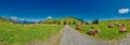 Panorama of Alpine Mountain Meadow with Cows