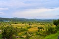 Panorama of the amazing landscape of Asian rice terraces. Palm trees in a rice paddy on the island of Bali. A view of the bright Royalty Free Stock Photo