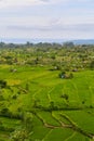 Panorama of the amazing landscape of Asian rice terraces. Palm trees in a rice paddy on the island of Bali. A view of the bright