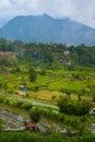 Panorama of the amazing landscape of Asian rice terraces. Palm trees in a rice paddy on the island of Bali. A view of the bright Royalty Free Stock Photo