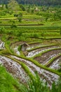 Panorama of the amazing landscape of Asian rice terraces. Palm trees in a rice paddy on the island of Bali. A view of the bright Royalty Free Stock Photo