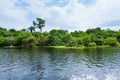 Panorama from Amazon rainforest, Brazilian wetland region. Royalty Free Stock Photo