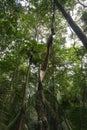 Panorama from Amazon rainforest, Brazilian wetland region Royalty Free Stock Photo