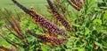 Panorama of Amorpha plant with yellow and violet flowers