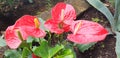 Panorama anthurium scherzerianum bushes with red flowers. Royalty Free Stock Photo