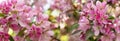Panorama of apple orchard in bloom. Pink crab flowers of blossoming apple tree. Background Wallpaper Royalty Free Stock Photo