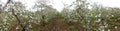 panorama of an  apple orchard with blooming apple trees. Apple garden in sunny spring day. Countryside at spring season. Spring Royalty Free Stock Photo