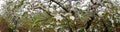 panorama of an  apple orchard with blooming apple trees. Apple garden in sunny spring day. Countryside at spring season. Spring Royalty Free Stock Photo