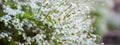 Panorama arching branches stems carry Thunberg Spirea or Spiraea Thunbergii bush blossom, flurry of small white flowers appears Royalty Free Stock Photo