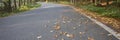 Panorama. Asphalt road during autumn time with leaves